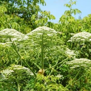 Green heracleum (cow-parsnip) plant in summer forest