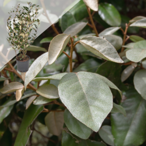 Olijfwilg (Elaeagnus ebbingei) 50 - 60cm