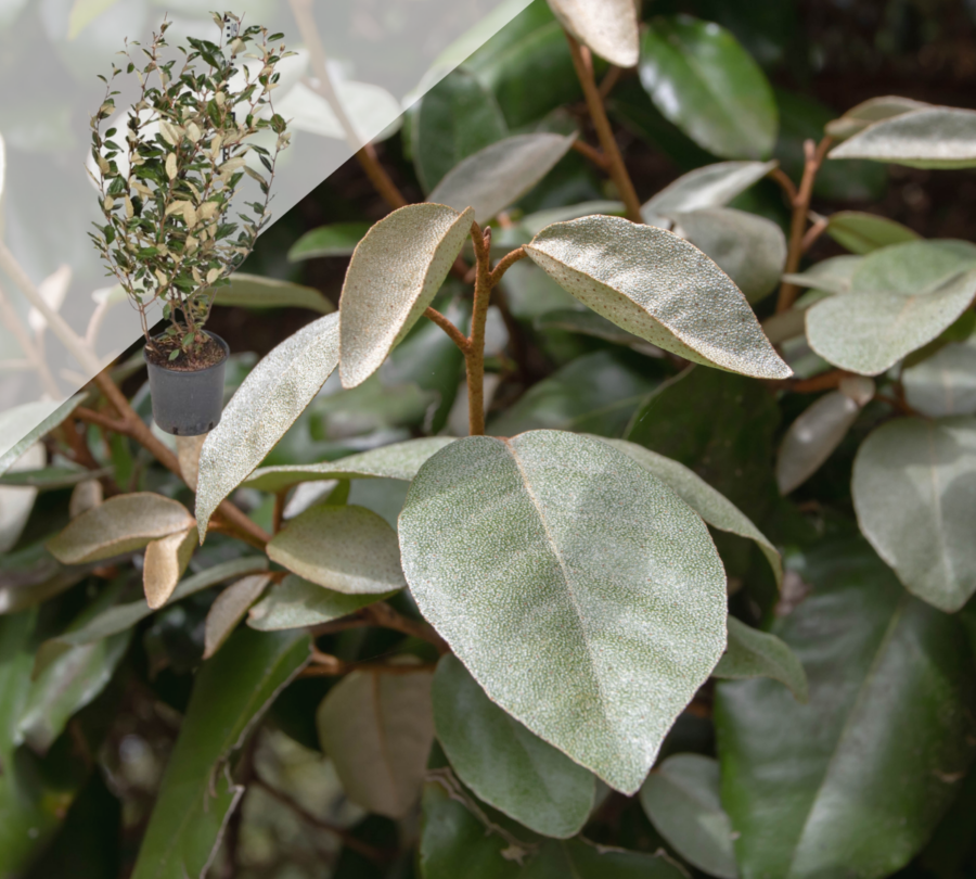 Olijfwilg (Elaeagnus ebbingei) 50 - 60cm