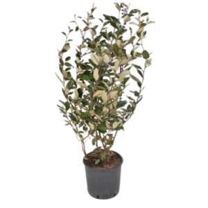 Olijfwilg (Elaeagnus ebbingei) 50 - 60cm