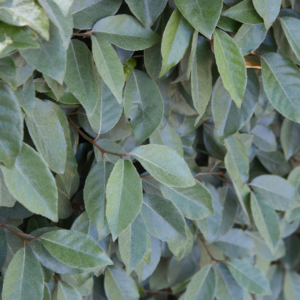 Olijfwilg (Elaeagnus ebbingei) 50 - 60cm