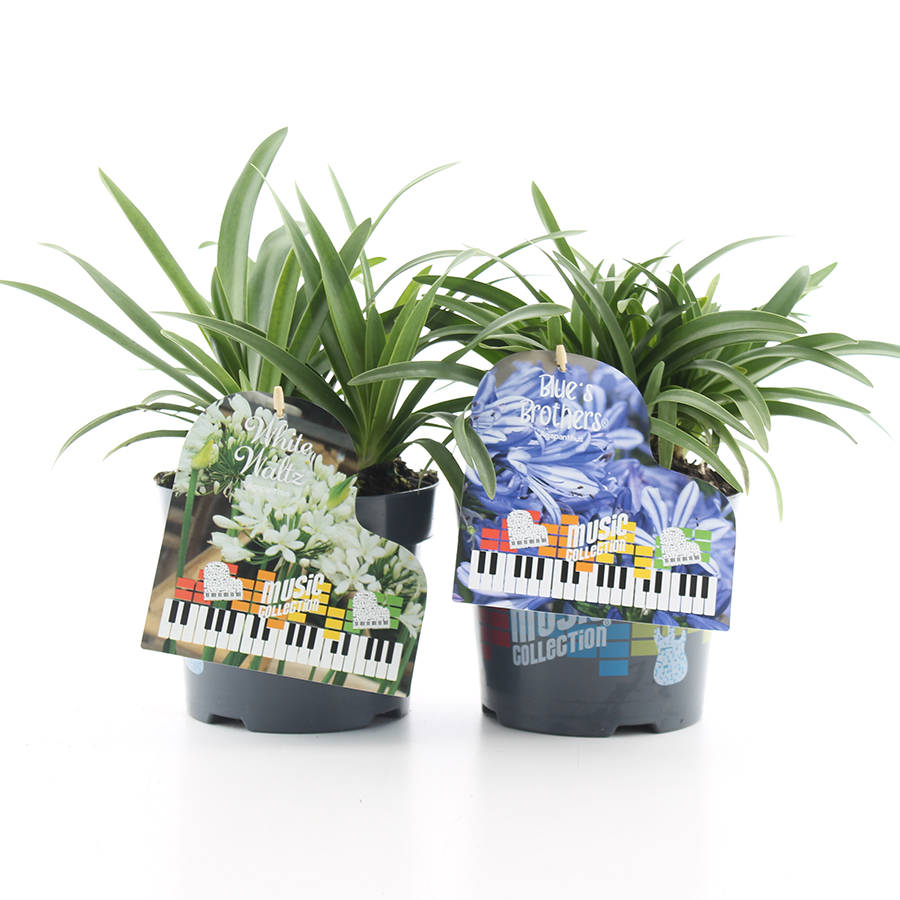 Agapanthus Music Collection