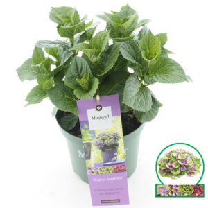 Hortensia macrophylla Magical Amethyst Blauw incl. pot