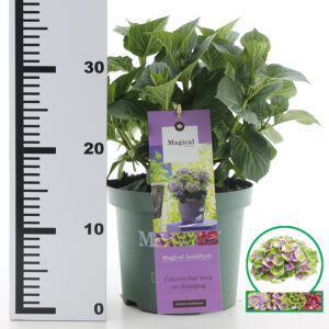 Hortensia macrophylla Magical Amethyst Blauw incl. pot
