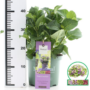 Hortensia macrophylla Magical Amethyst Blauw incl. pot