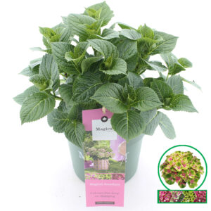 Hortensia macrophylla Magical Amethyst Roze incl. pot