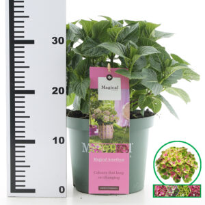 Hortensia macrophylla Magical Amethyst Roze incl. pot
