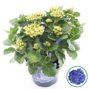 Hortensia macrophylla Music Collection Blue Ballad incl. pot