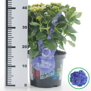 Hortensia macrophylla Music Collection Blue Ballad incl. pot