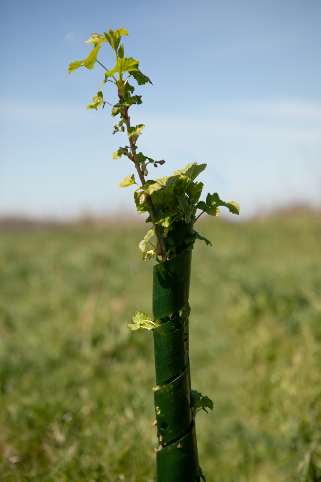 Boomstambeschermer | groen | biologisch afbreekbaar | 60cm