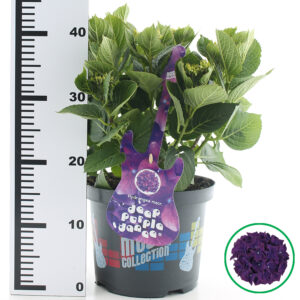 Hortensia macrophylla Music Collection Deep Purple Dance incl. pot