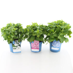 Hortensia Endless Summer