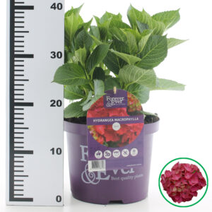 Hortensia macrophylla Forever & Ever Rood incl. pot