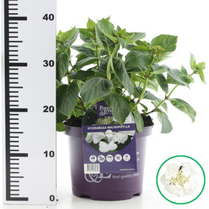 Hortensia macrophylla Forever & Ever Wit incl. pot