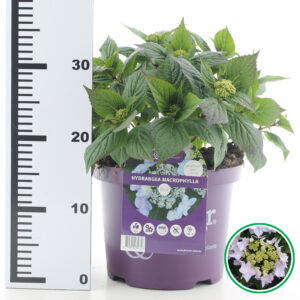 Hortensia teller Forever & Ever Blauw incl. pot