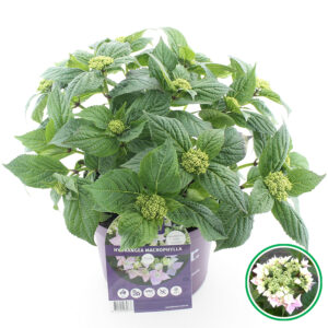Hortensia teller Forever & Ever Roze incl. pot