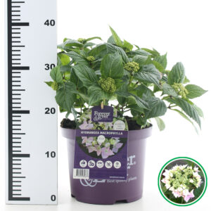 Hortensia teller Forever & Ever Roze incl. pot