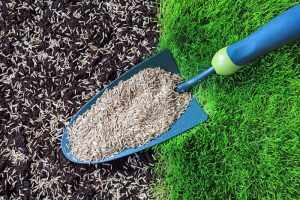 Hoe zaai je graszaad gelijkmatig in
