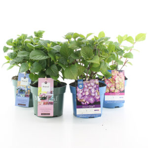 Hortensia macr. Licentie mix