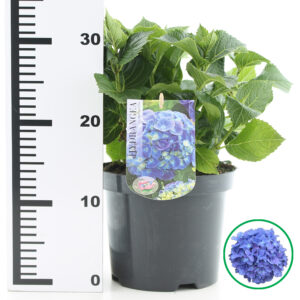 Hortensia macrophylla Blauw incl. pot