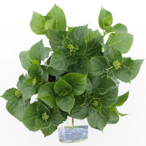Hortensia macrophylla Blauw incl. pot
