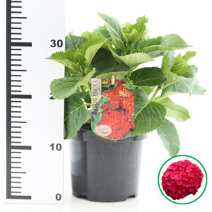Hortensia macrophylla Rood incl. pot