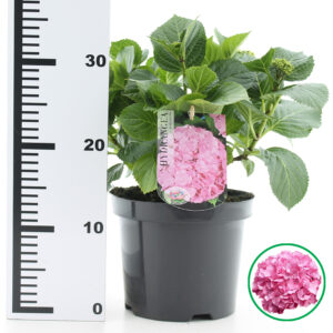 Hortensia macrophylla Roze incl. pot
