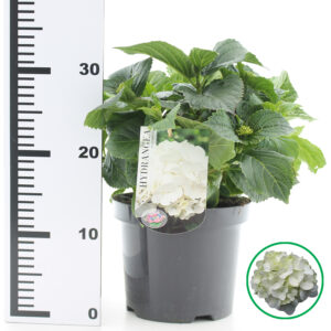 Hortensia macrophylla Wit incl. pot