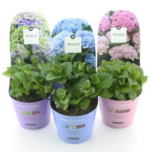 Hortensia macr. Magical Four Seasons in soorten