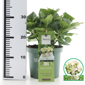 Hortensia macrophylla Magical Noblesse incl. pot