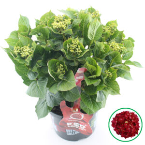 Hortensia macrophylla Music Collection Red Reggea incl. pot