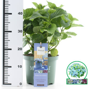 Hortensia macrophylla Magical Revolution Blauw incl. pot
