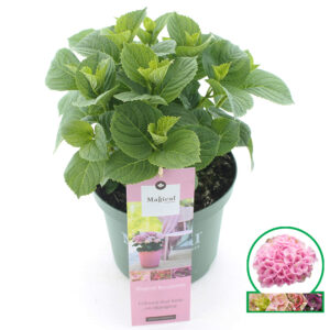 Hortensia macr. Magical Revolution Roze