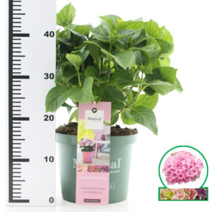 Hortensia macrophylla Magical Revolution Roze incl. pot