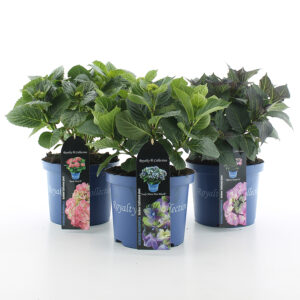 Hortensia macr Royalty Collection in soorten