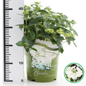 Hortensia hybride Runaway Bride incl. pot