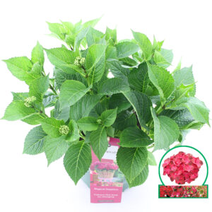 Hortensia macrophylla Magical Sapphire incl. pot