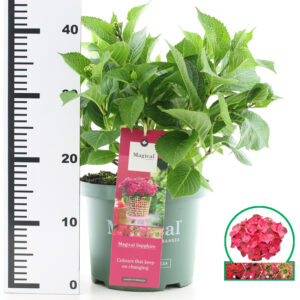 Hortensia macrophylla Magical Sapphire incl. pot