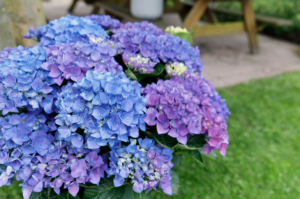 Hortensia macr. Music Collection Blue Ballad