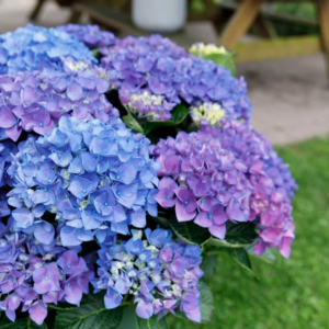 Hortensia macr. Music Collection Blue Ballad