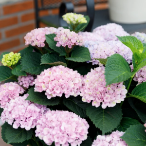 Hortensia macr. Music Collection Soft Pink Salsa