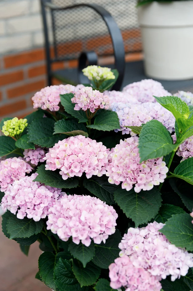 Hortensia macr. Music Collection Soft Pink Salsa