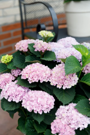 Hortensia macr Magical Revolution Roze