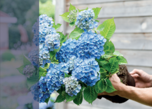 Hortensia macr. Magical Revolution Blauw