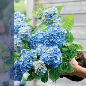 Hortensia macr. Magical Revolution Blauw