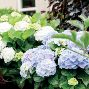 Hortensia macr. Magical Amethyst Blauw