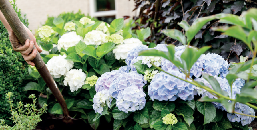 Hortensia macr. Magical Amethyst Blauw