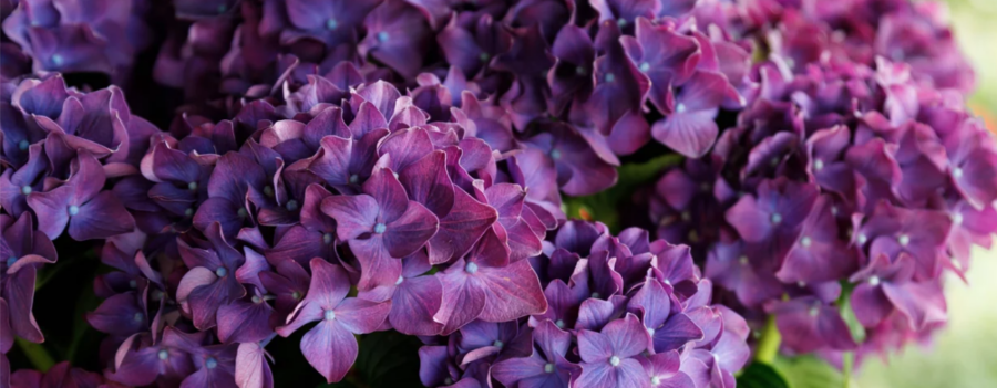 Hortensia macr. Music Collection Deep Purple Dance