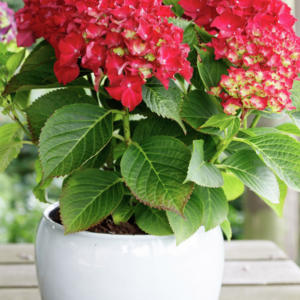 Hortensia macr. Music Collection Red Reggea