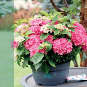 Hortensia macr Forever & Ever Roze